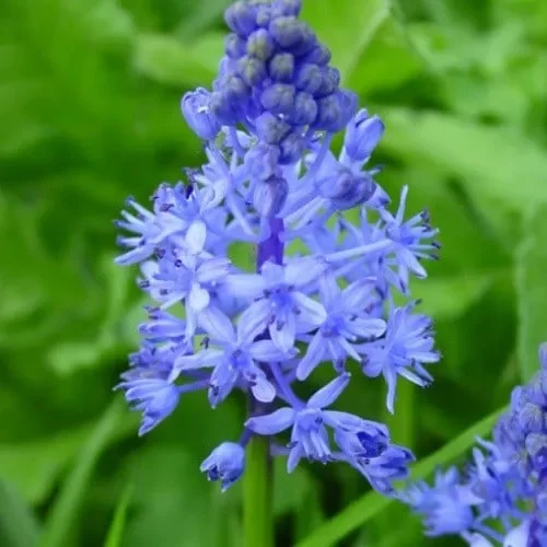 Scilla Litardierei