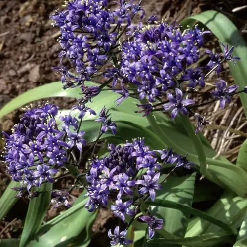 Scilla Peruviana