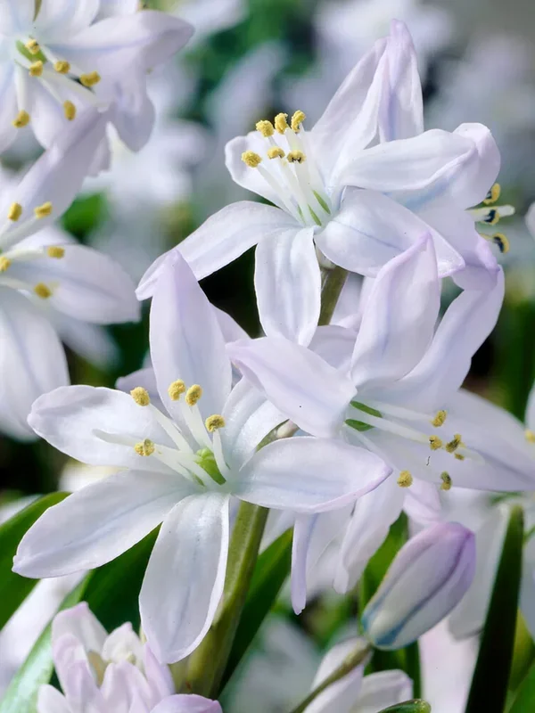 Scilla Tubergeniana (Weißer Blaustern)