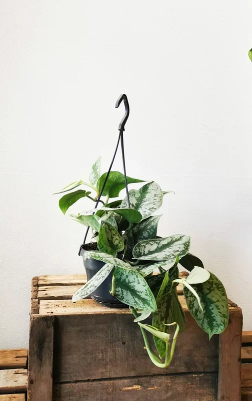 Scindapsus Pictus ‚Trebbie‘