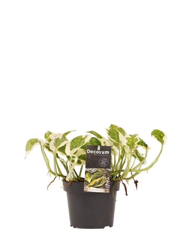 Scindapsus Pictus N’joy
