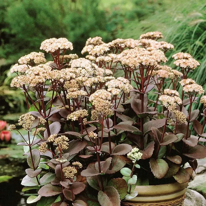 Sedum – Fetthennen