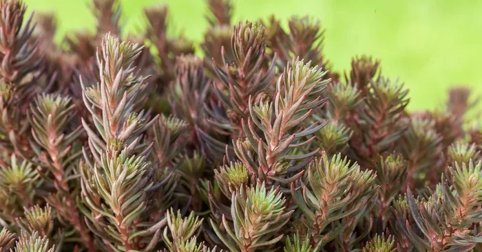 Sedum ‚Chocolate Ball‘