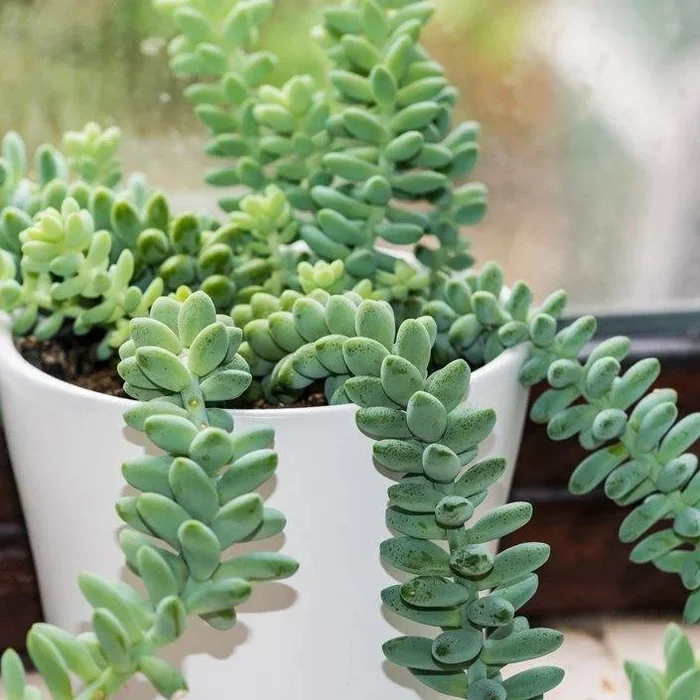 Sedum-Burrito Sacculents Live Plant