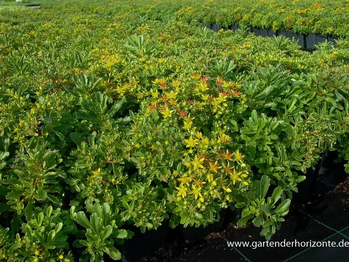 Sedum floriferum ‚Weihenstephaner Gold‘