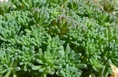 Sedum Rubens Lizard