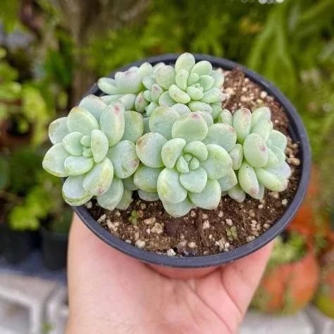 Sedum Sacculents Live Plant