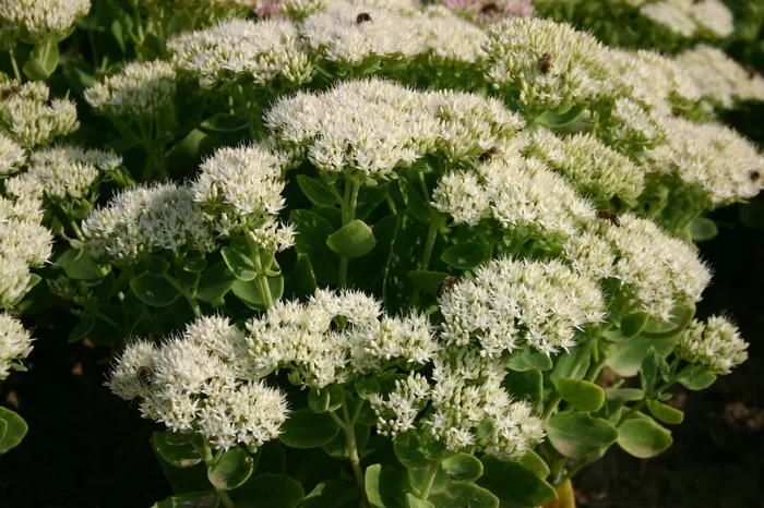 Sedum spectabile ‚Iceberg‘ (Weiße Fetthenne)