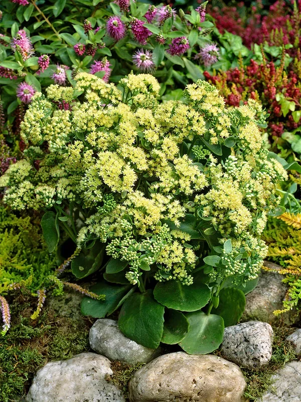 Sedum Sunkissed (Fettblatt)