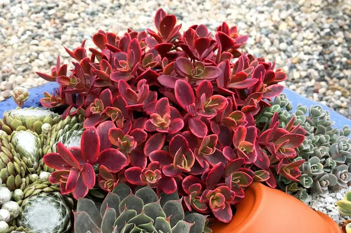 Sedum Sunsparkler ® ‚Wildfire‘ (Polster-Fetthenne)