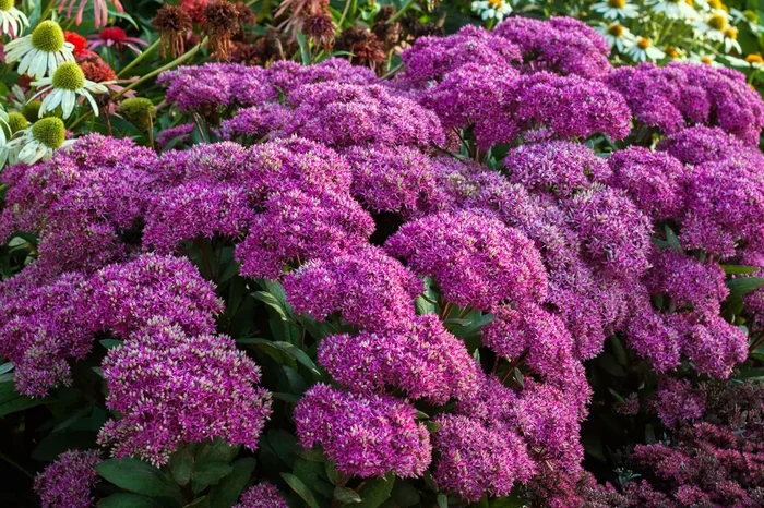 Sedum telephium ‚Mr. Goodbud‘ (Garten-Fetthenne)