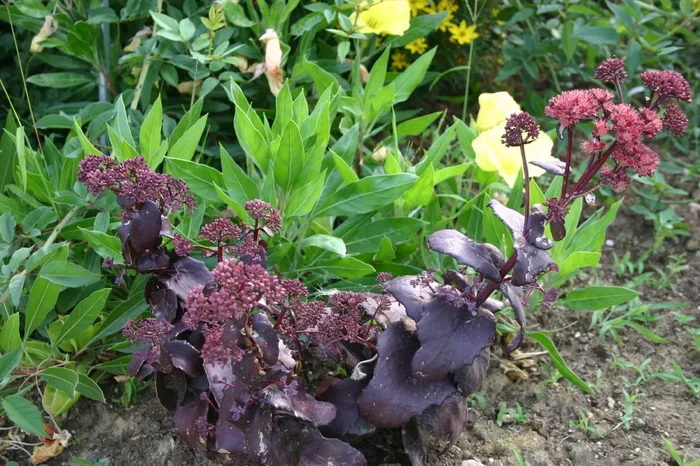 Sedum telephium ‚Purple Emperor‘ (Fetthenne)