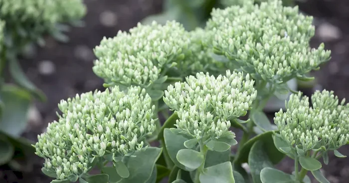 Sedum telephium