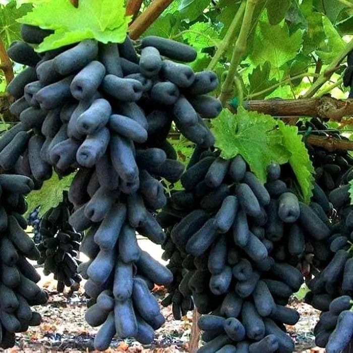 Seedless Black Grapes Fruit Plant