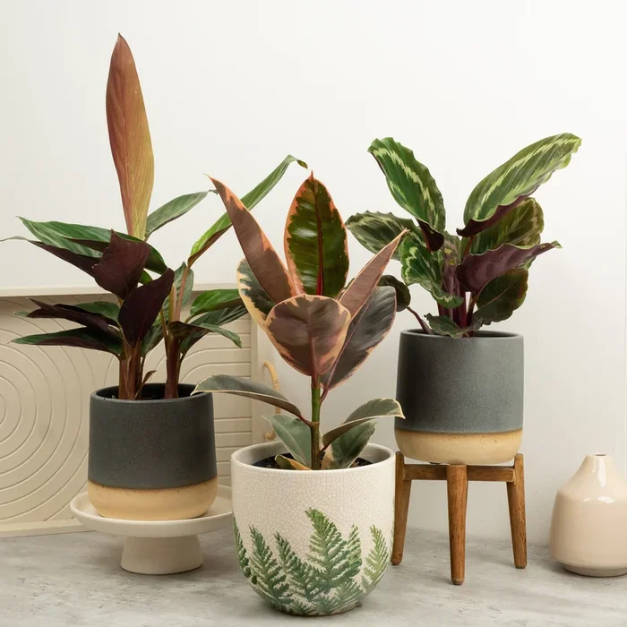 Seeing Red | Plant Bundle