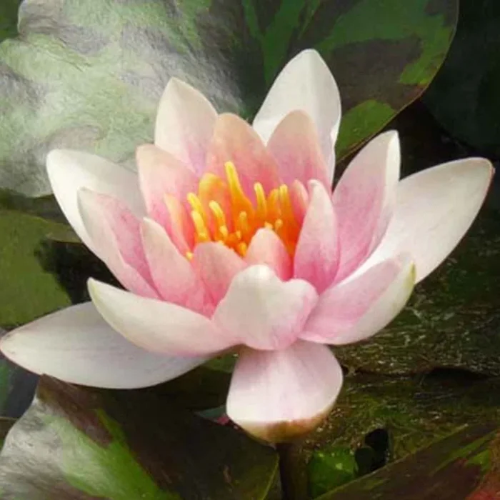 Seerose ‚Aurora