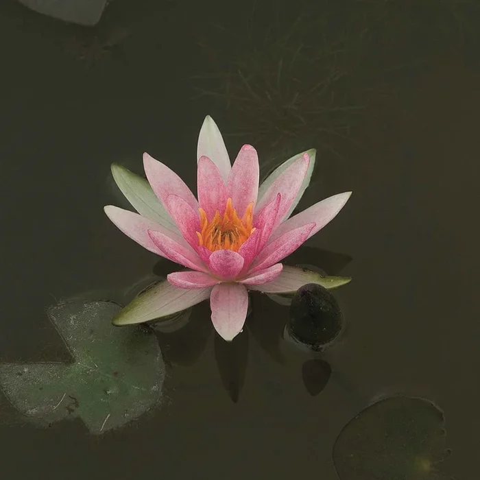 Seerose ‚Pygmaea Rubra‘