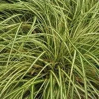 Segge (Carex ‚Phoenix Green)