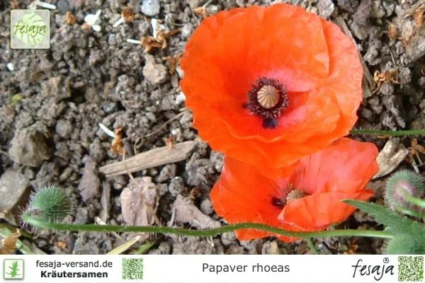 Seidenmohn, Papaver rhoeas