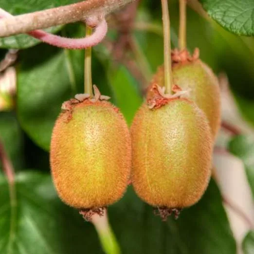 Selbstfruchtbare KiwiJenny(Actinidia deliciosa)