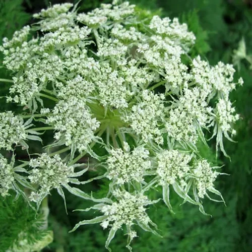 Selinum Wallichianum