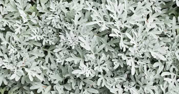 Senecio candians Angel Wings