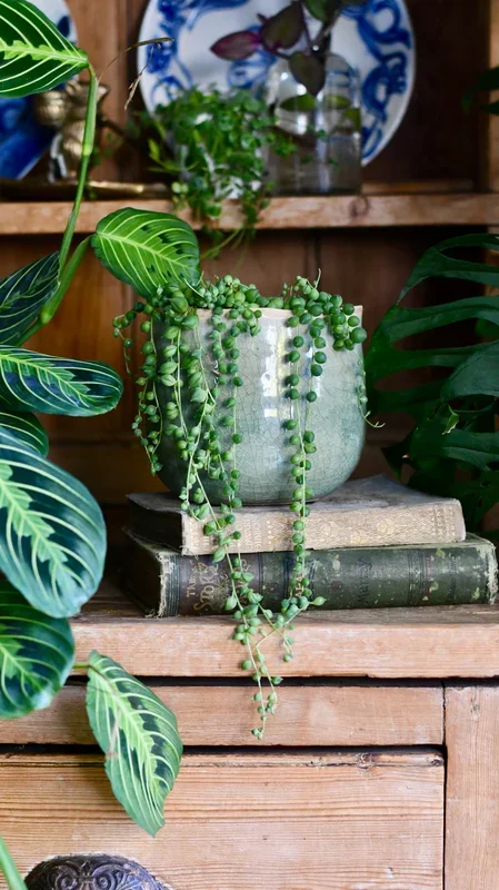 Senecio Rowleyanus – String of Pearls & Como Pot