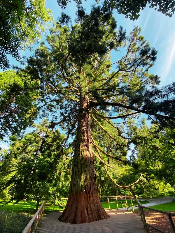 Sequoiadendron giganteum – Küstenmammutbaum