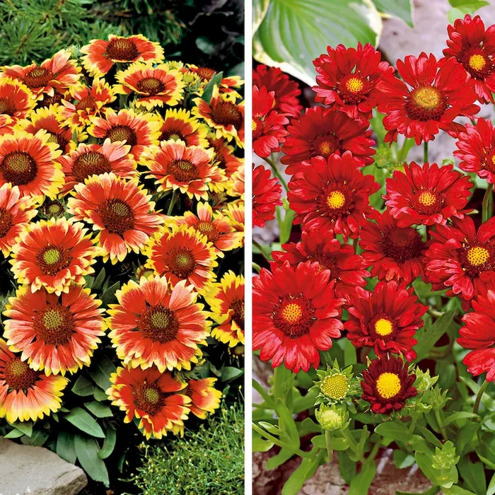 Set-Preis: 3 x ‚Kobold‘ und 3 x ‚Burgunder‘ Gaillardia – Bestellnummer 1129424