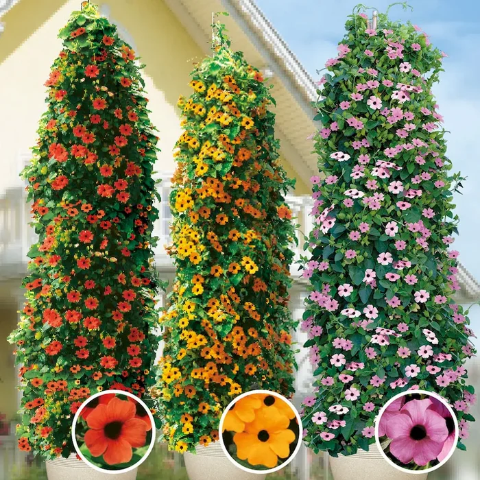 Set-Preis: 3x Schwarzäugige Susanne in Rot, Orange, Rosa Thunbergia alata – Bestellnummer 6650224