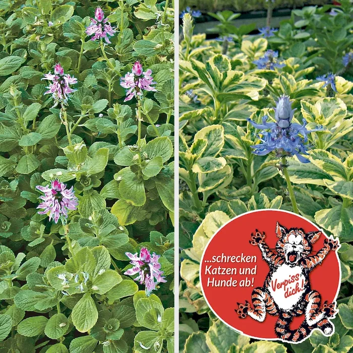 Set-Preis: 6 x ‚Verpiss-Dich®-Pflanzen‘ Coleus-Canina-Hybride – Bestellnummer 1114519