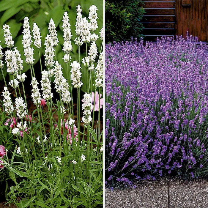 Set-Preis: 6 x Duft-Lavendel Lavandula angustifolia – Bestellnummer 1124223