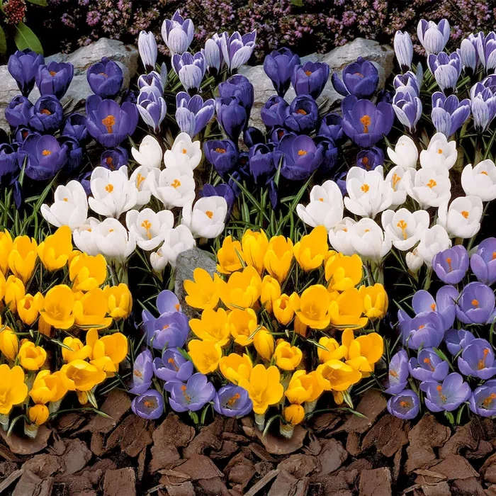 Set-Preis: 60 Großblumige Krokusse 20 Blau, 20 Weiß, 20 Gelb Bestellnummer 5508783