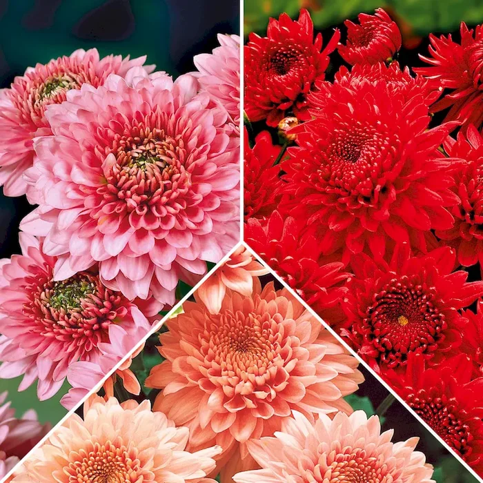 Set-Preis: 9 x Chrysanthemen Chrysanthemum – Bestellnummer 1140205