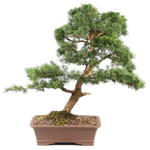 Shimpaku Juniper – ST7625SJ-C