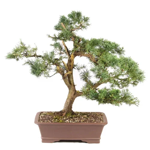 Shimpaku Juniper – ST7925SJ-C
