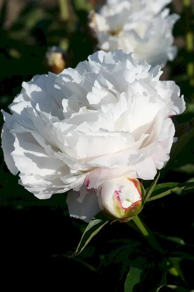 Shirley Temple, Paeonia lactiflora
