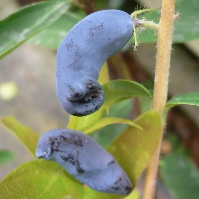 Sibirische Blaubeere Haskap Beere Eisbär (R) – Lonicera kamtschatica