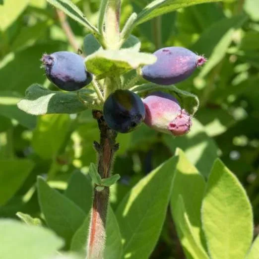 Sibirische Blaubeere (Honigbeere)Altaj