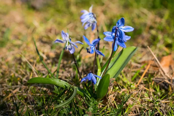 Sibirischer Blaustern (Scilla Siberica) (A9012) „Bio“