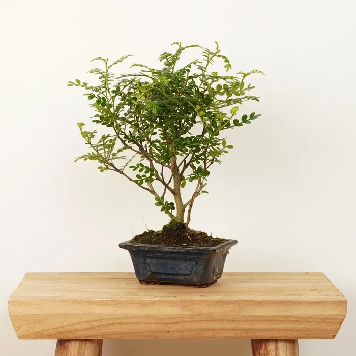 Sichuan Pepper | Bonsai