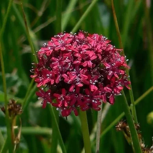 Silene Asterias