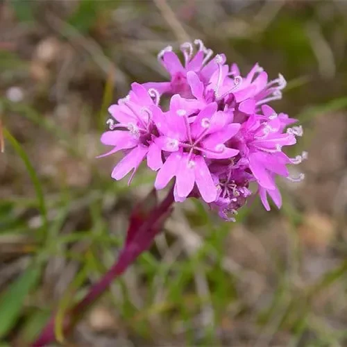 Silene Suecica