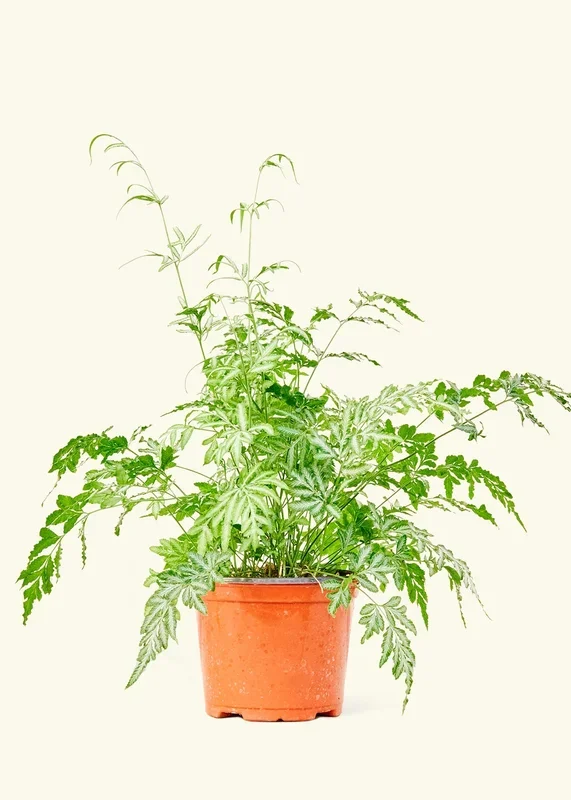 Silver Lace Fern, Medium