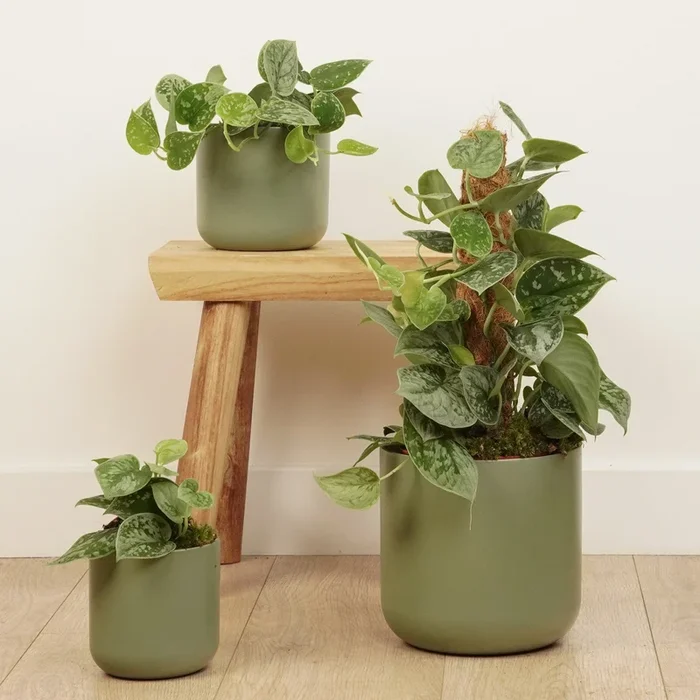 Silver Satin Pothos | Silvery Ann