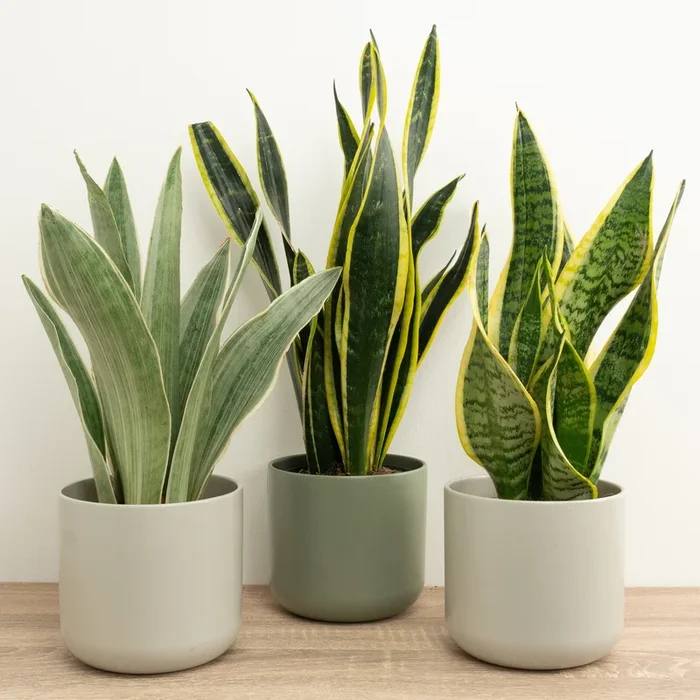 Simply Snakes | Plant Bundle
