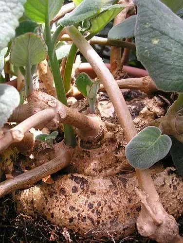 Sinningia cardinalis