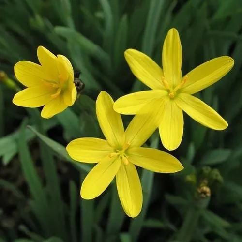 Sisyrinchium Californicum