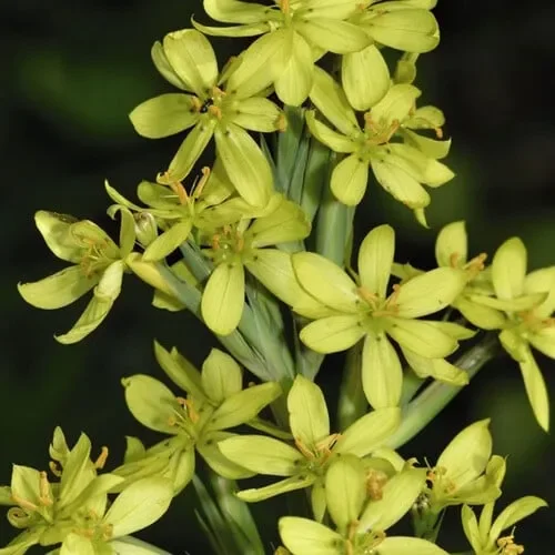 Sisyrinchium Palmifolium