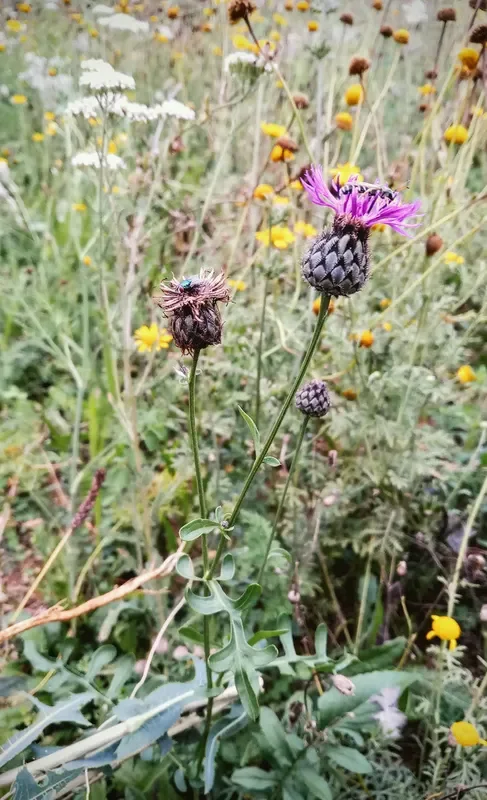 Skabiosen-Flockenblume (Centaurea scabiosa)